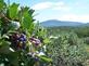 Monadnock Berries in Troy, NH Farms