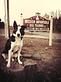 Mission Impawsible Dog Training, in Fremont, NH Animal Training