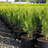 Vanroot Growers in Fort Wayne, IN