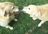 B & D Country Kennel in Grantville, PA