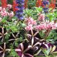 Flower Farm in Great Falls, MT Flowers & Plants