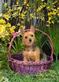 Pet Grooming & Boarding Services in Portage, IN 46368