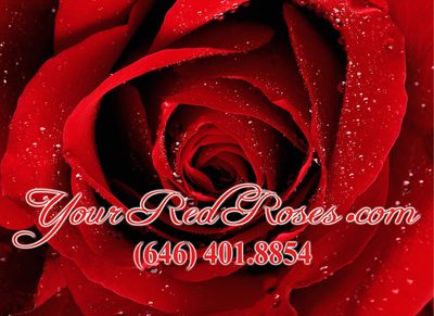 Your Red Roses in Tremont - Bronx, NY Florists