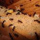 Barrett Pest & Termite Services in Winchester, VA Pest Control Services