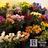 Florists in BETHANY, CT 06524