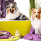 Sky Dog Grooming & Care in West Town - chicago, IL Pet Grooming Schools