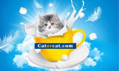 Cat or Cat in Near North Side - Chicago, IL Animal & Pet Food & Supplies Manufacturers