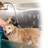 Dog Grooming Kennels Kingwood TX in Kingwood, TX