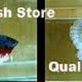 Betta Fish Store Betta Fish for Sale in Westborough, MA Fish
