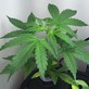 Autoflower Seeds in Conway, SC Business & Professional Associations