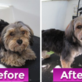 Perrys Pets Mobile Dog & Cat Grooming in Lake Elsinore, CA Pet Boarding & Grooming