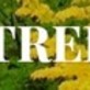 Mentor Tree Service in Madison, OH Tree Consultants
