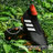 soccer shoes amadate in Ontario, CA