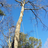 Dave's Tree Services in Marietta, GA