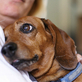 Love Dog in Overtown - Miami, FL Pet Care Services