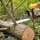 Michael-The Tree Cutter Service in Birmingham, AL Tree Services