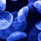 UK Jellyfish in Concord, NC Pet Care Services