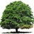 Lake Charles Tree Service in Lake Charles, LA