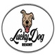 Lucky Dog Resort in Middletown, RI Dog Sledding