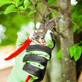 downings-tree-service in Mansfield, IL Tree Services