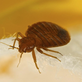 Dr Bedbugs in Southeast - Anaheim, CA Pest Control Services