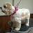 The Groom Room in Burton, OH 44021 Pet Grooming - Services & Supplies