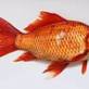 Food fish in North Beach - San Francisco, CA Beverage & Food Equipment Repair Services