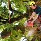 Green Leaf Yard & Tree Services in Tallmadge, OH Tree Services