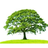 Cherrywood Landscaping in Santa Clara, CA