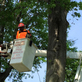 TLC Tree Service in Pana, IL Tree Services