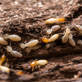Irvine Termite Control & Fumigation in Irvine, CA Pest Control Services
