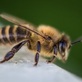 Denver Wasp and Bee Control in Arvada, CO Bee Control & Removal Services