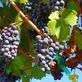 Dynamic Wine Tours By Beau in Napa, CA Restaurants/Food & Dining