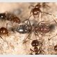 Pest Free Pest Control in Roberts, WI Pest Control Services