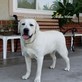Harlows Labrador Retrievers in Ramona - Riverside, CA Dog Breeders