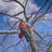 Detroit Tree Service in Detroit, MI