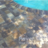 Art Pool Brick Paver in Largo, FL