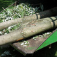 Giffin's Tree Service in Circleville, OH Tree Services