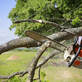 Wallace Tree Service in Crossett, AR Tree Services