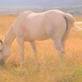 Hidalgo Trail Rides in Stevensville, MT