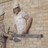 Baroco Contracting in Yonkers, NY