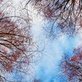 Mullins Tree & Landscaping in Bumpass, VA Tree Services
