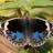 Butterfly's Touch Therapeutic Massage in Crescent Springs, KY 41017 Massage Therapy