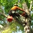 Devid tree services comapany in Seffner, FL