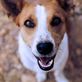 Tail Waggers Pet Services in Kennewick, WA Pet Care Services