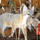 Creative Critters Taxidermy in Wolfforth, TX Taxidermy Instruction