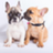 Puppylovesales in Cranston, RI