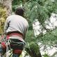 Tree Services South End - Little Rock, AR 72206