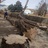 Lind Legacy Tree Service in Peyton, CO