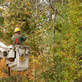 St Joseph’s Tree Service in Saint Joseph, MO Tree Service